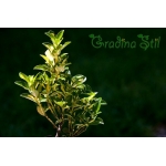 Evonymus japonica aureomarginata (Японски чашкодрян)