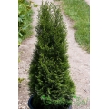 Thuja occidentalis Smaragd (Туя смарагд)