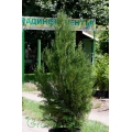 Thuja orientalis (Туя източна)