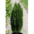 Thuja orientalis Maturodam (Туя компактна)